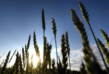 Фото - Цены на пшеницу на Чикагской товарной бирже подскочили на 8% после выхода России из сделки