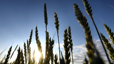 Фото - Цены на пшеницу на Чикагской товарной бирже подскочили на 8% после выхода России из сделки