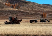 Фото - Представитель ФАО Кобяков: поставки зерна из России помогут купировать вспышки голода